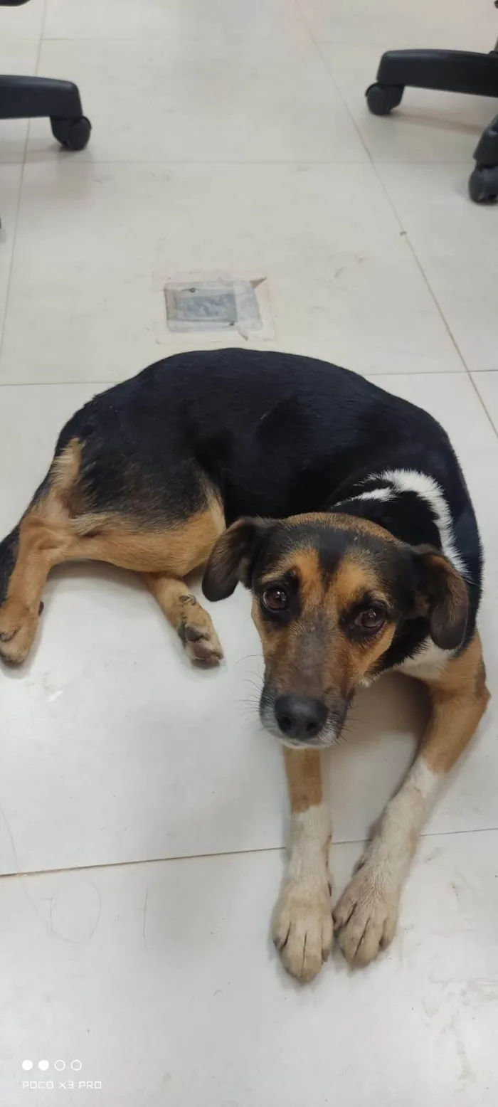 Cachorro ra a SRD-ViraLata idade 2 a 6 meses nome Encontrado 4 filhotes abandonados junto da mãe