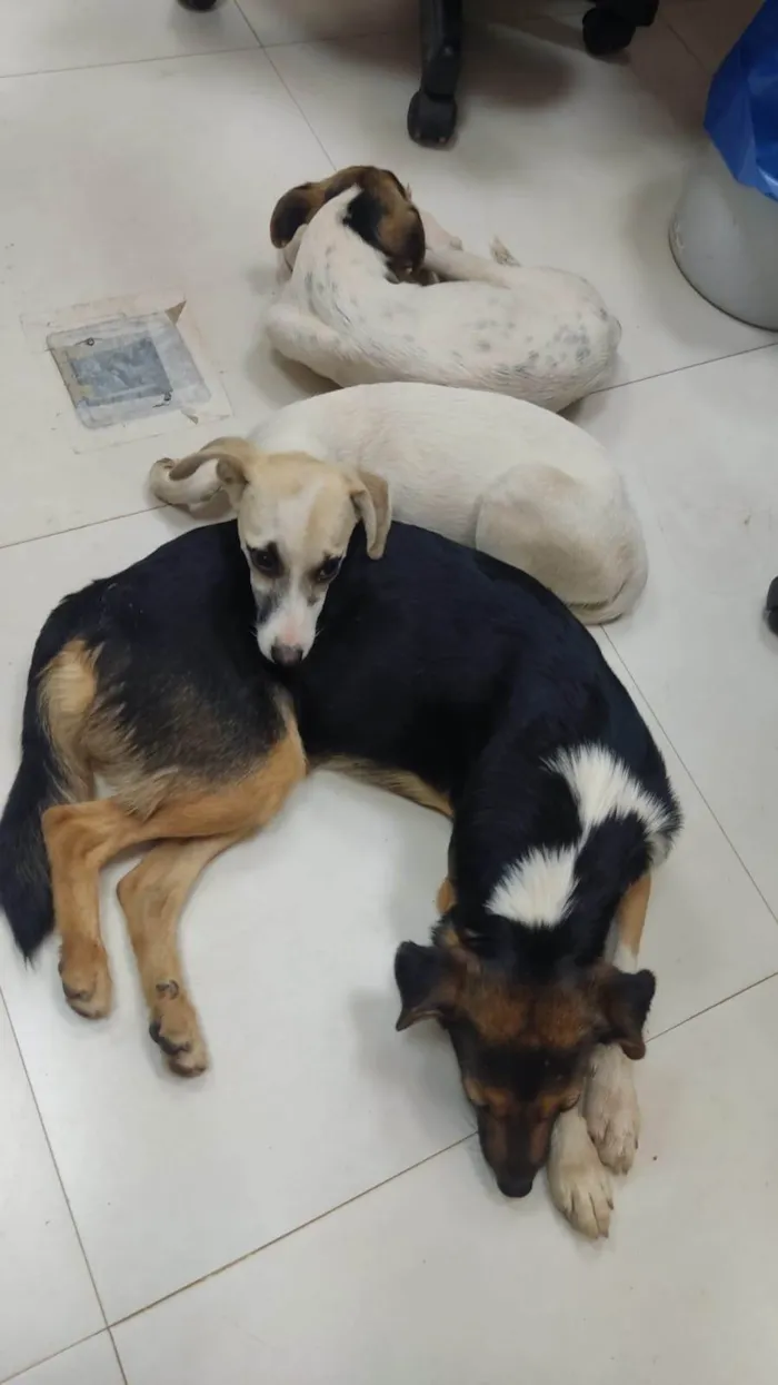 Cachorro ra a SRD-ViraLata idade 2 a 6 meses nome Encontrado 4 filhotes abandonados junto da mãe