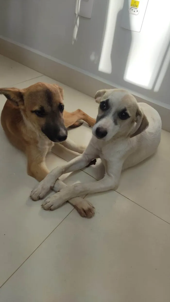 Cachorro ra a SRD-ViraLata idade 2 a 6 meses nome Encontrado 4 filhotes abandonados junto da mãe