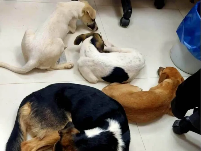 Cachorro ra a SRD-ViraLata idade 2 a 6 meses nome Encontrado 4 filhotes abandonados junto da mãe