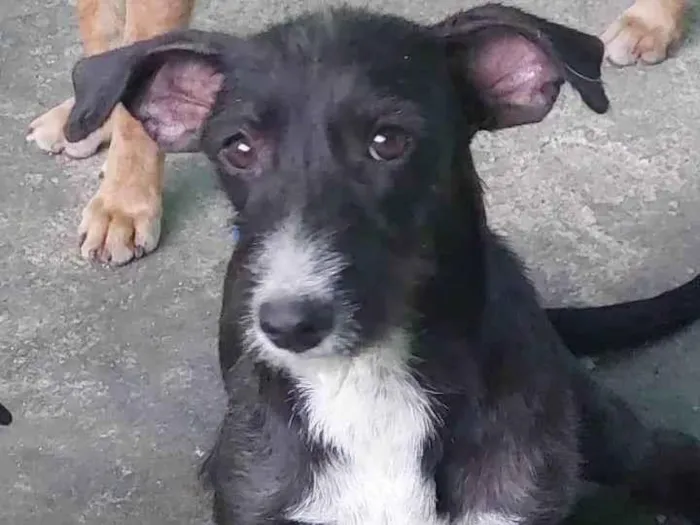 Cachorro ra a SRD-ViraLata idade 7 a 11 meses nome Catarina 