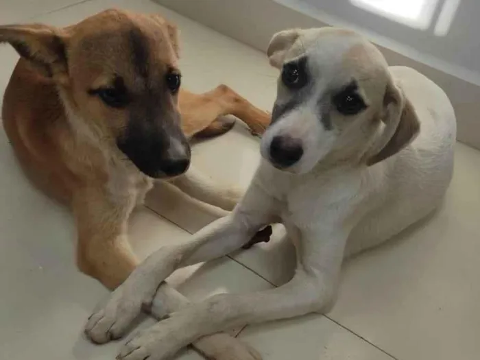 Cachorro ra a SRD-ViraLata idade 2 a 6 meses nome Encontrado 4 filhotes abandonados junto da mãe