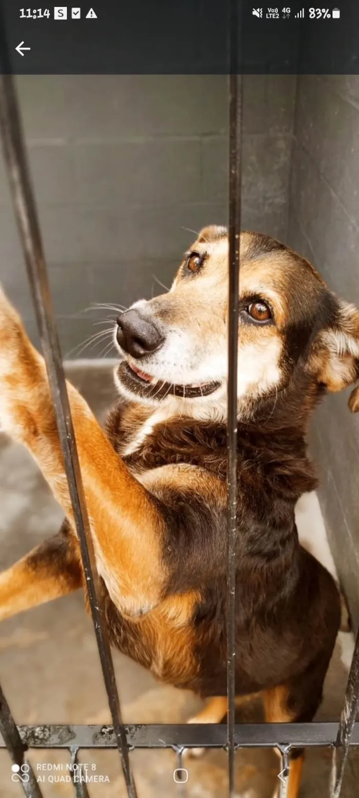 Cachorro ra a SRD-ViraLata idade 7 a 11 meses nome Olga