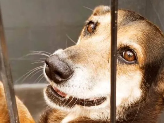 Cachorro ra a SRD-ViraLata idade 7 a 11 meses nome Olga