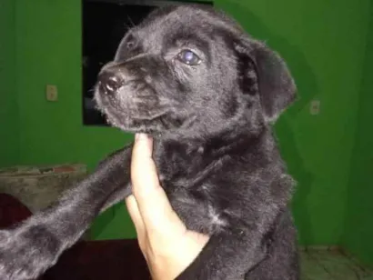 Cachorro raça SRD-ViraLata idade 2 a 6 meses nome S/nome