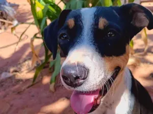 Cachorro raça SRD-ViraLata idade 7 a 11 meses nome Pantera