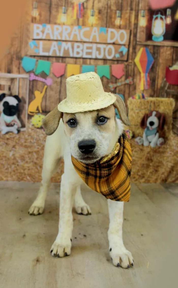 Cachorro ra a SRD-ViraLata idade 2 a 6 meses nome Tuco