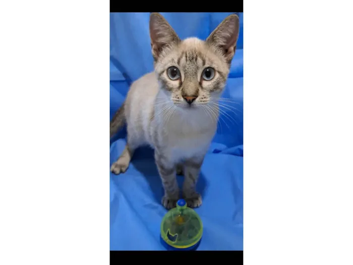 Gato ra a SRD-ViraLata idade 2 a 6 meses nome Lilly