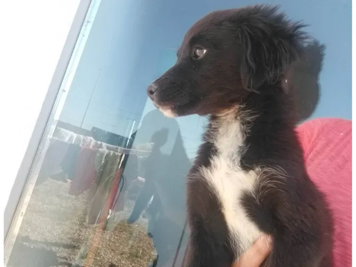 Cachorro ra a SRD-ViraLata idade 2 a 6 meses nome Lisa e Guilherme 