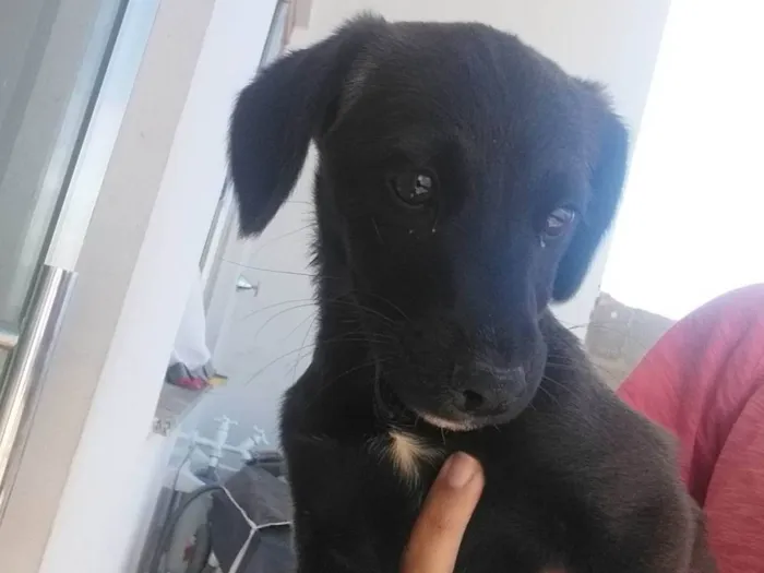 Cachorro ra a SRD-ViraLata idade 2 a 6 meses nome Lisa e Guilherme 