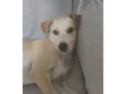 Maggie (Temporário)