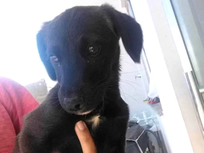 Cachorro ra a SRD-ViraLata idade 2 a 6 meses nome Lisa e Guilherme 