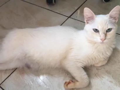 Gato raça SRD-ViraLata idade 1 ano nome Juma e Simba