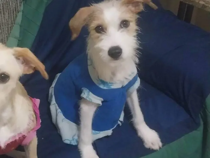 Cachorro ra a SRD-ViraLata idade 7 a 11 meses nome Belinha (Temporário)