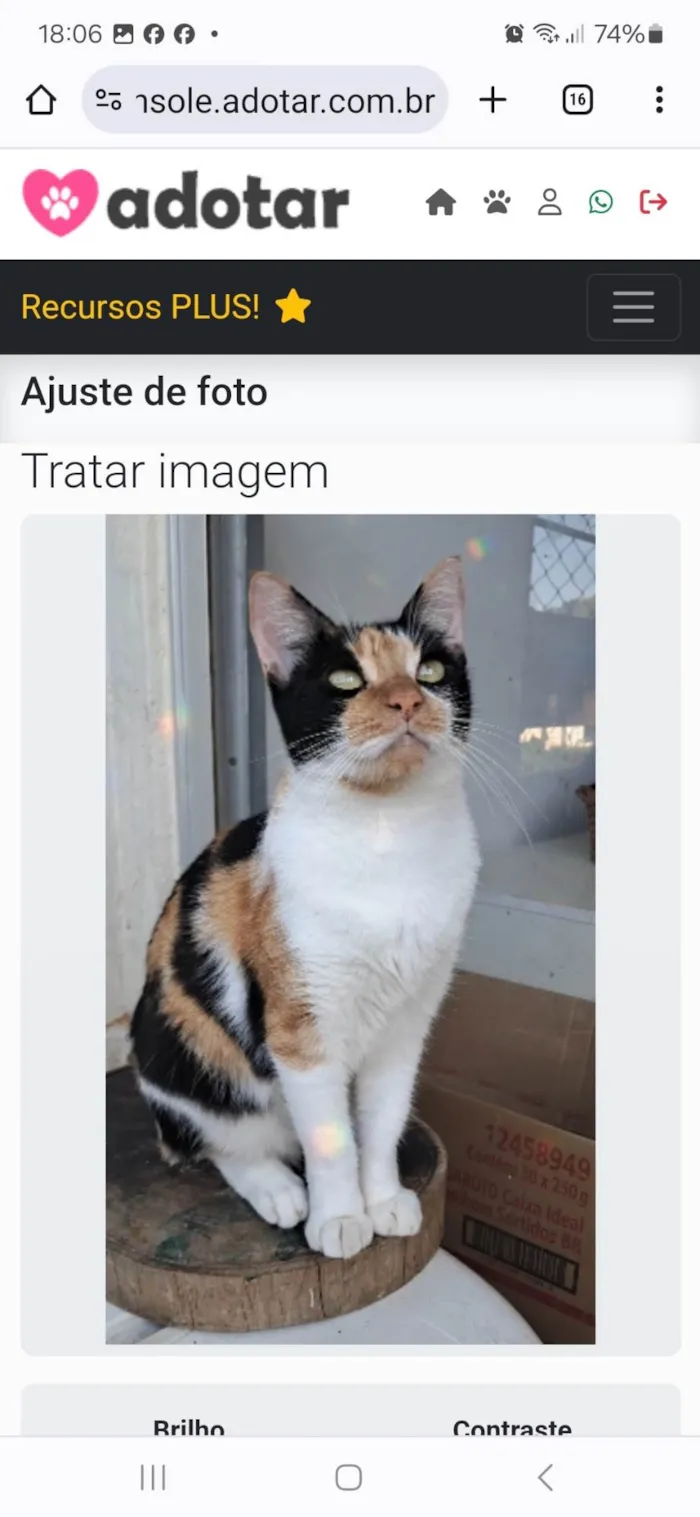 Gato ra a SRD-ViraLata idade 2 anos nome AGNES