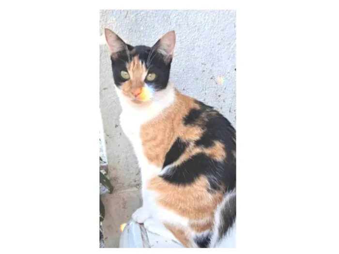 Gato ra a SRD-ViraLata idade 2 anos nome AGNES