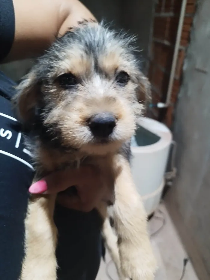 Cachorro ra a SRD-ViraLata idade Abaixo de 2 meses nome Fofa 