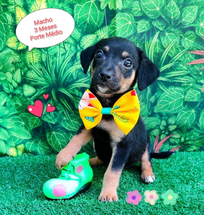 Cachorro ra a SRD-ViraLata idade 2 a 6 meses nome neymar