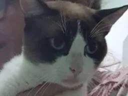 Gato ra a Siamês idade 1 ano nome JACK 