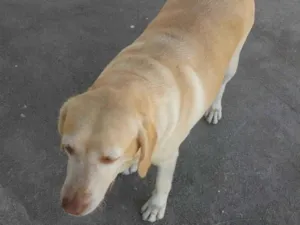 Cachorro raça Labrador idade 2 anos nome Anne