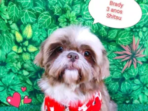 Cachorro raça Shitzu idade 3 anos nome brady 