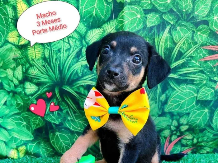 Cachorro ra a SRD-ViraLata idade 2 a 6 meses nome neymar