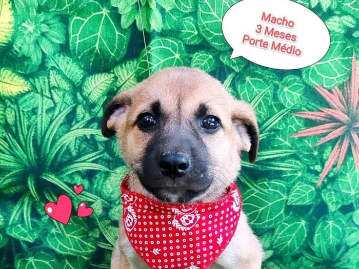 Cachorro ra a SRD-ViraLata idade 2 a 6 meses nome cravo