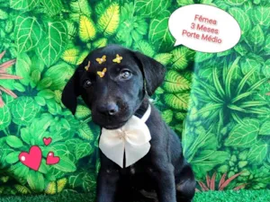 Cachorro raça SRD-ViraLata idade 2 a 6 meses nome florzinha