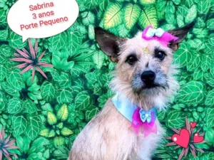 Cachorro raça SRD-ViraLata idade 3 anos nome sabrina