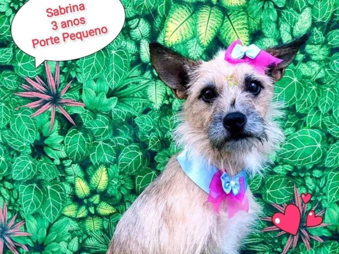 Cachorro ra a SRD-ViraLata idade 3 anos nome sabrina