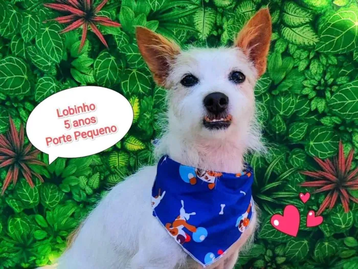 Cachorro ra a SRD-ViraLata idade 5 anos nome lobinho