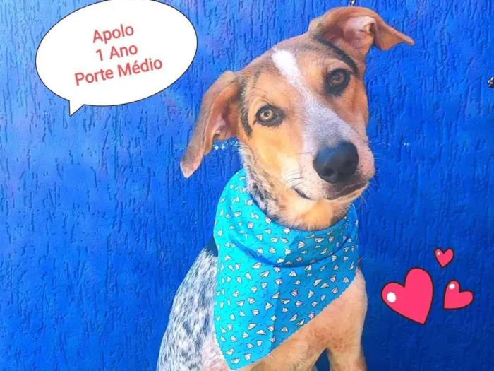 Cachorro ra a SRD-ViraLata idade 1 ano nome apolo