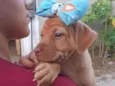 Belinha