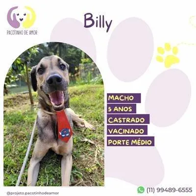 Cachorro ra a SRD-ViraLata idade 5 anos nome Billy