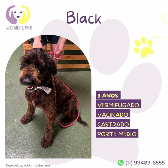 Cachorro ra a SRD-ViraLata idade 3 anos nome Black