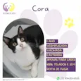 Cora