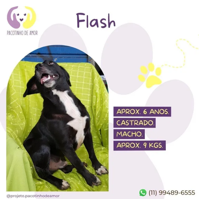 Cachorro ra a SRD-ViraLata idade 6 ou mais anos nome Flash