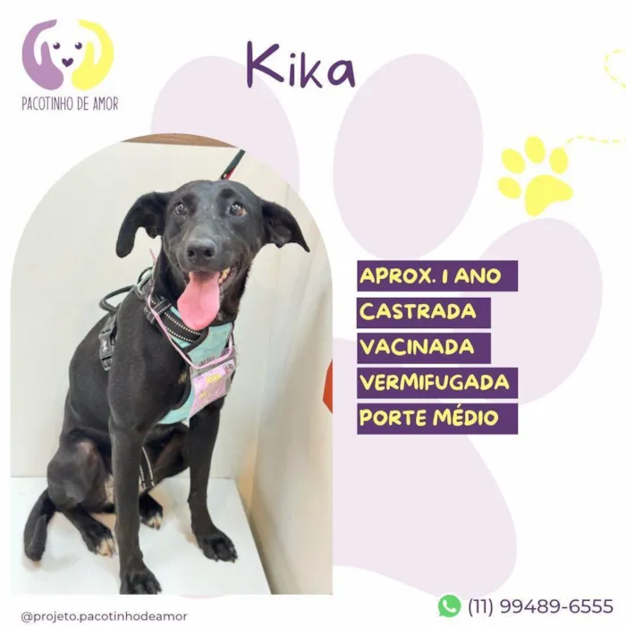 Cachorro ra a SRD-ViraLata idade 1 ano nome Kika