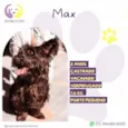 Max