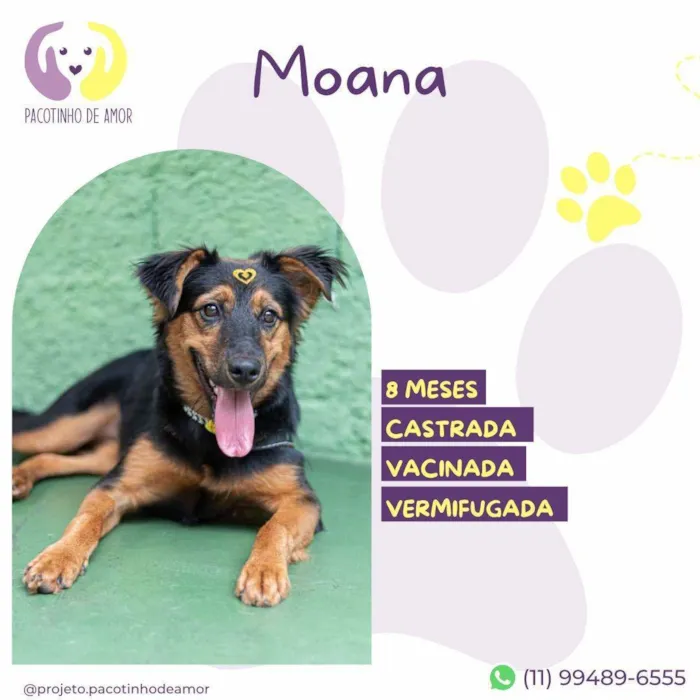 Cachorro ra a SRD-ViraLata idade 7 a 11 meses nome Moana