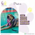 Pluto