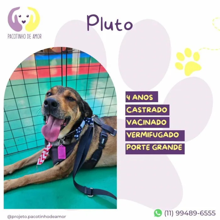 Cachorro ra a SRD-ViraLata idade 4 anos nome Pluto