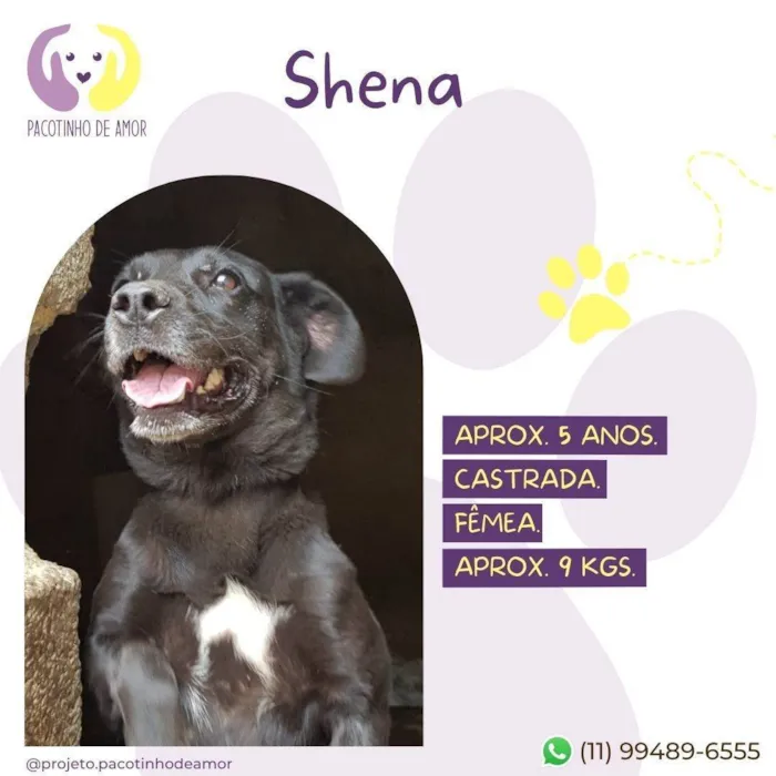 Cachorro ra a SRD-ViraLata idade 5 anos nome Shena