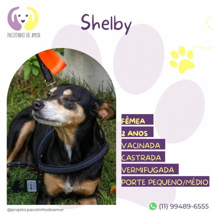 Cachorro ra a SRD-ViraLata idade 2 anos nome Shelby