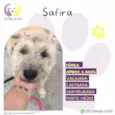 Safira