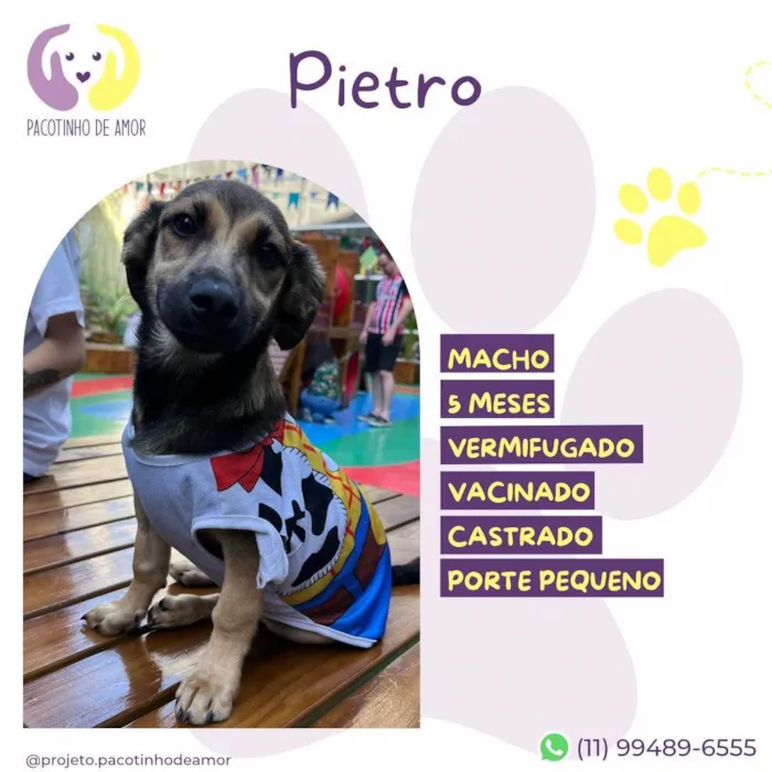 Cachorro ra a SRD-ViraLata idade 2 a 6 meses nome Pietro