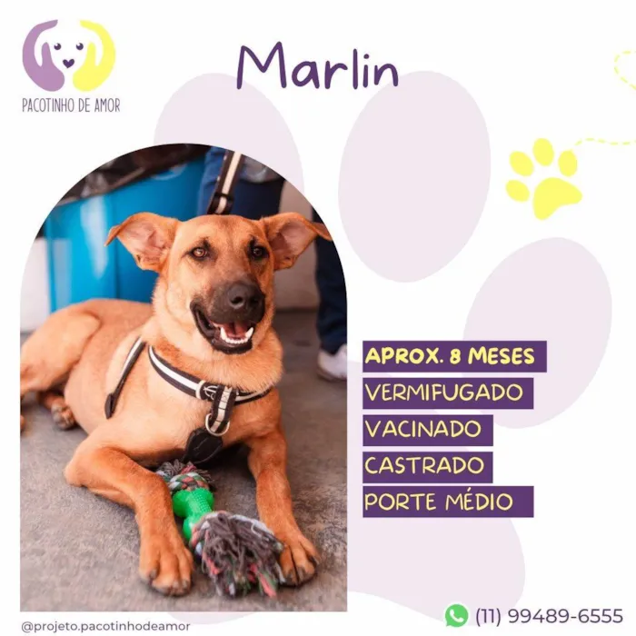 Cachorro ra a SRD-ViraLata idade 7 a 11 meses nome Marlin