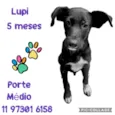 Lupi