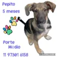 Pepito