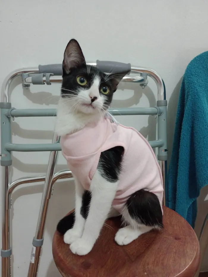 Gato ra a SRD-ViraLata idade 2 a 6 meses nome Gigi